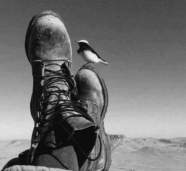 passarinho- pes- botas-69272219_10206874936667903_4206588727453024256_n